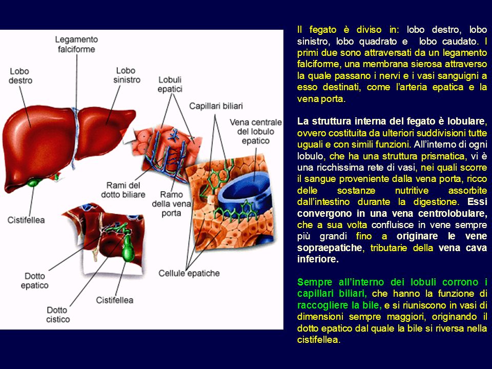 Il fegato è diviso in: lobo destro, lobo sinistro, lobo quadrato e lobo caudato. I primi due sono attraversati da un legamento falciforme, una membrana sierosa attraverso la quale passano i nervi e i vasi sanguigni a esso destinati, come l’arteria epatica e la vena porta.