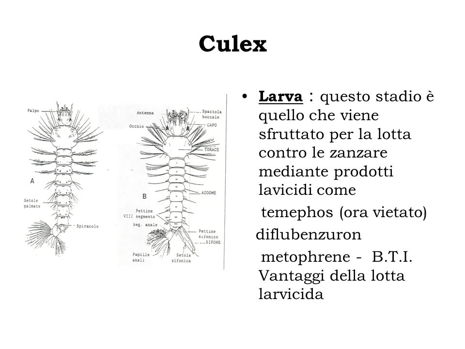 Culex Larva : questo stadio è quello che viene sfruttato per la lotta contro le zanzare mediante prodotti lavicidi come.