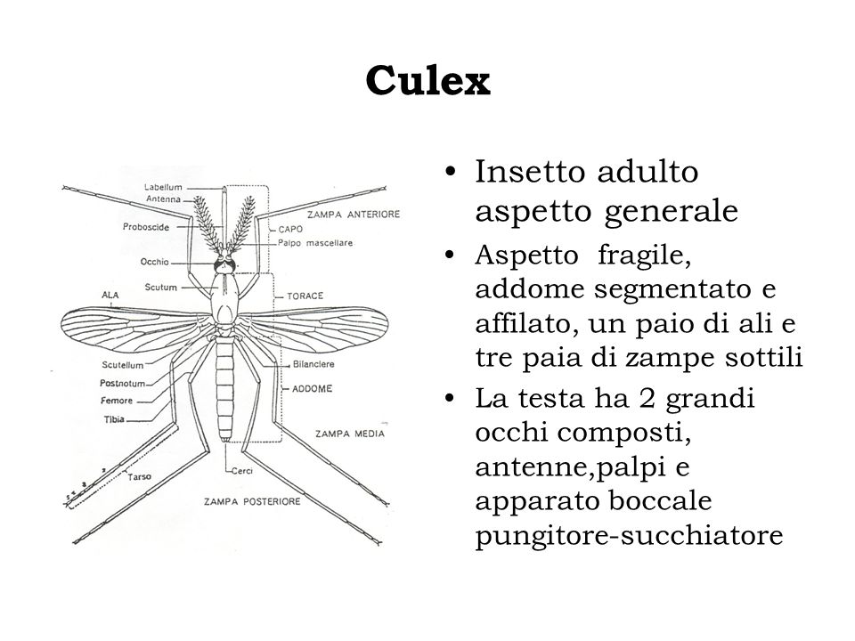 Culex Insetto adulto aspetto generale