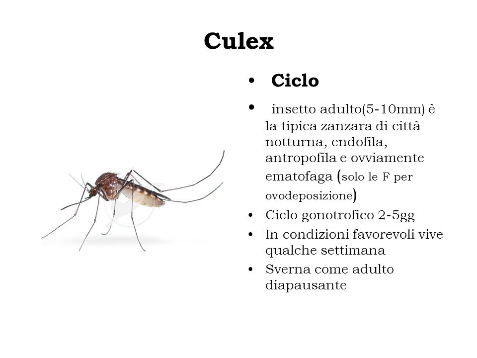Culex Ciclo.