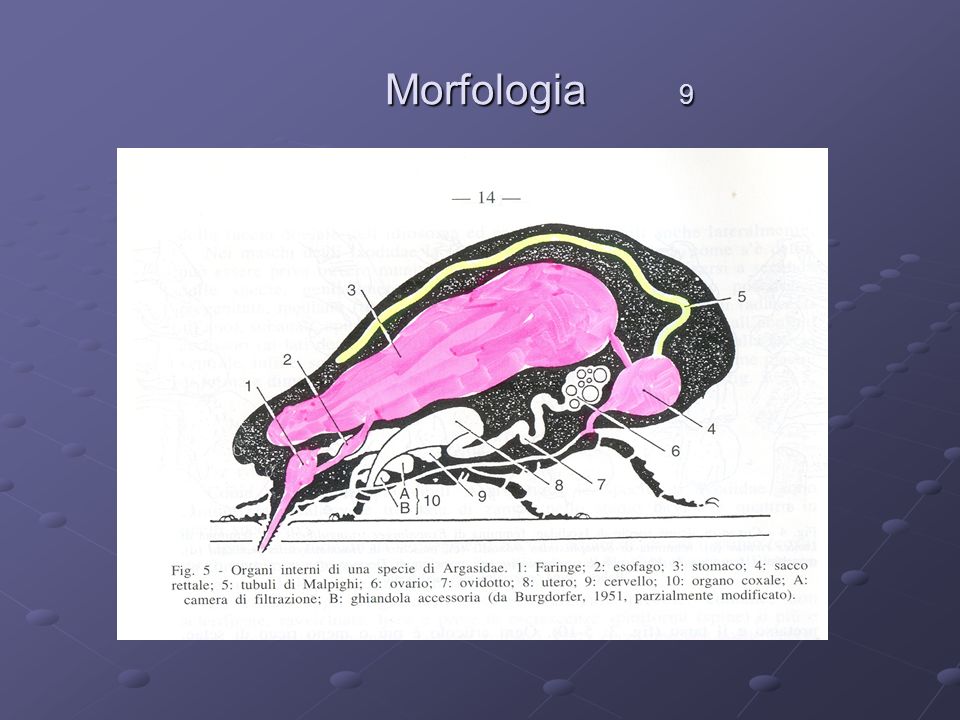 Morfologia 9
