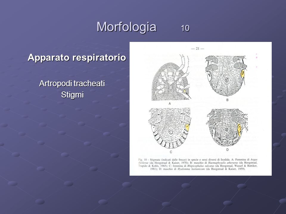 Morfologia 10 Apparato respiratorio Artropodi tracheati Stigmi