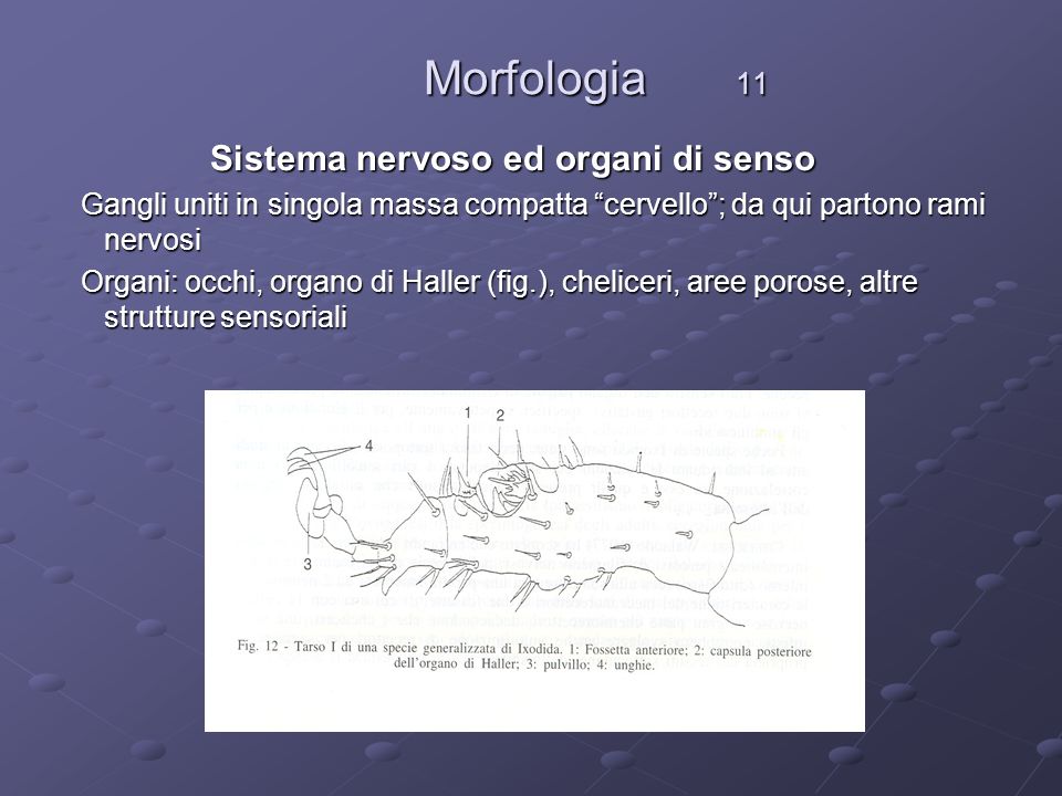 Morfologia 11 Sistema nervoso ed organi di senso