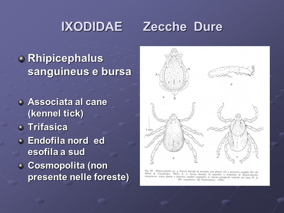 IXODIDAE Zecche Dure Rhipicephalus sanguineus e bursa