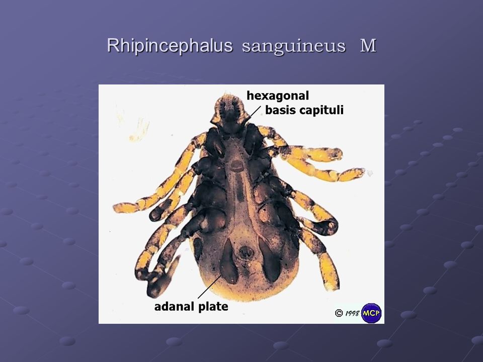 Rhipincephalus sanguineus M
