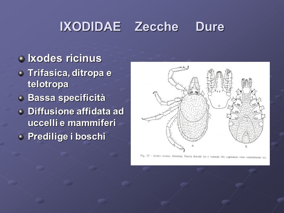 IXODIDAE Zecche Dure Ixodes ricinus Trifasica, ditropa e telotropa