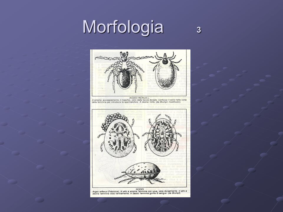 Morfologia 3