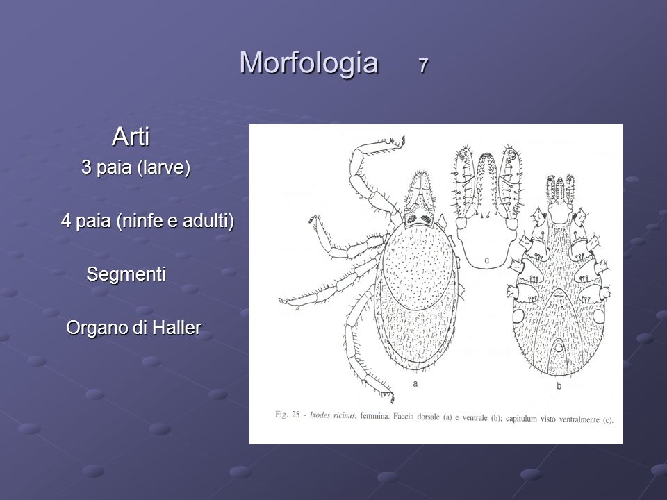 Morfologia 7 Arti 3 paia (larve) 4 paia (ninfe e adulti) Segmenti
