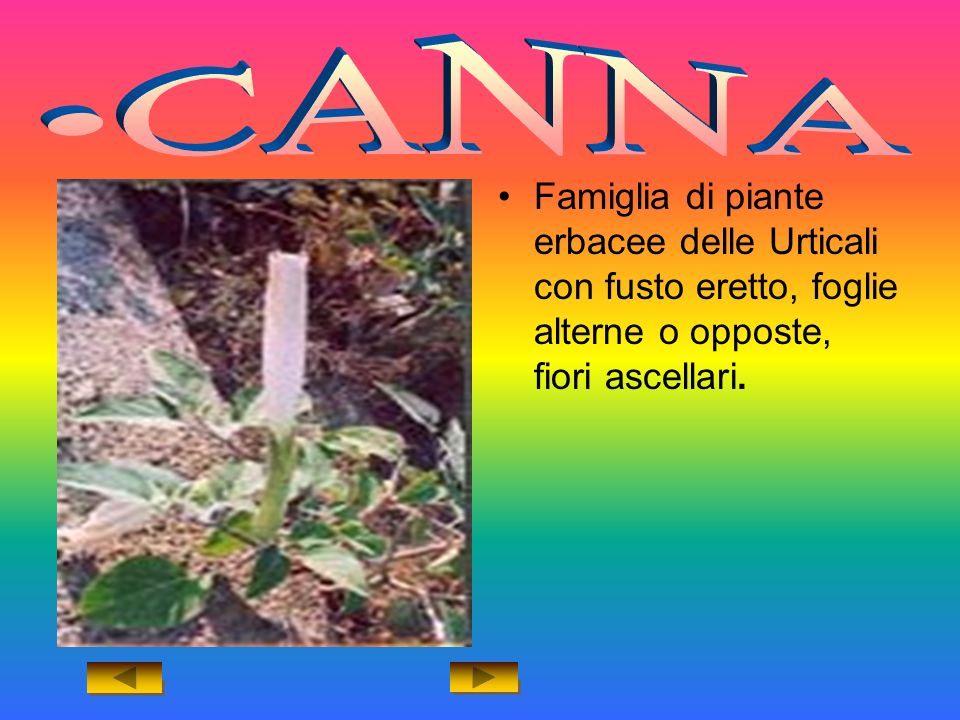 CANNA Famiglia di piante erbacee delle Urticali con fusto eretto, foglie alterne o opposte, fiori ascellari.