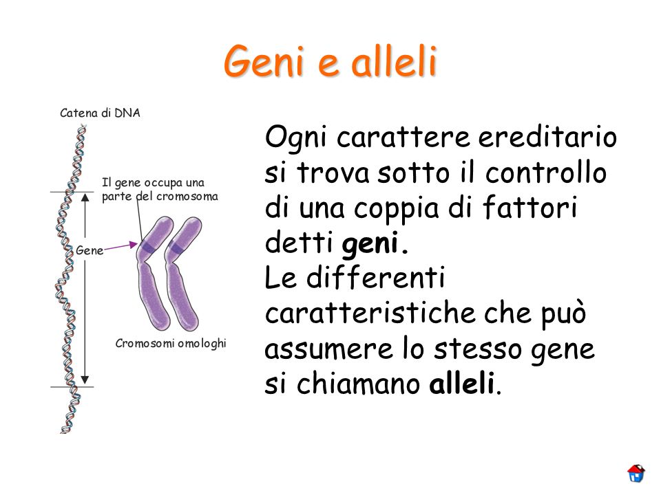Geni e alleli