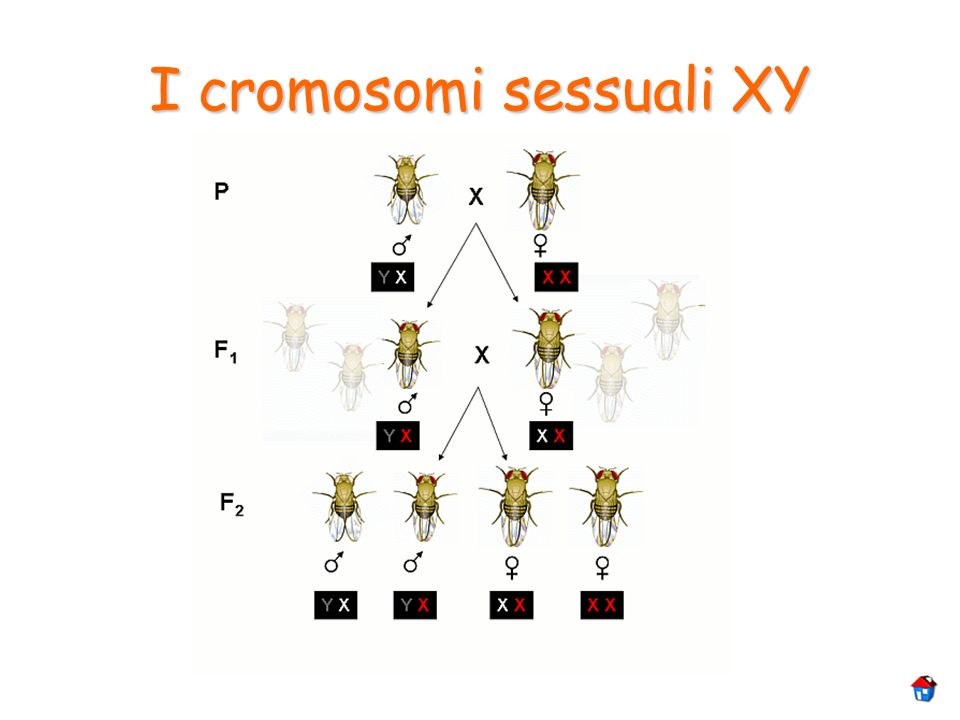 I cromosomi sessuali XY