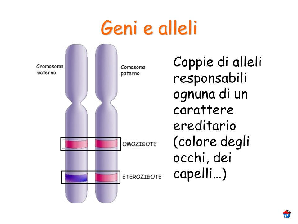 Geni e alleli Coppie di alleli responsabili ognuna di un carattere ereditario (colore degli occhi, dei capelli…)