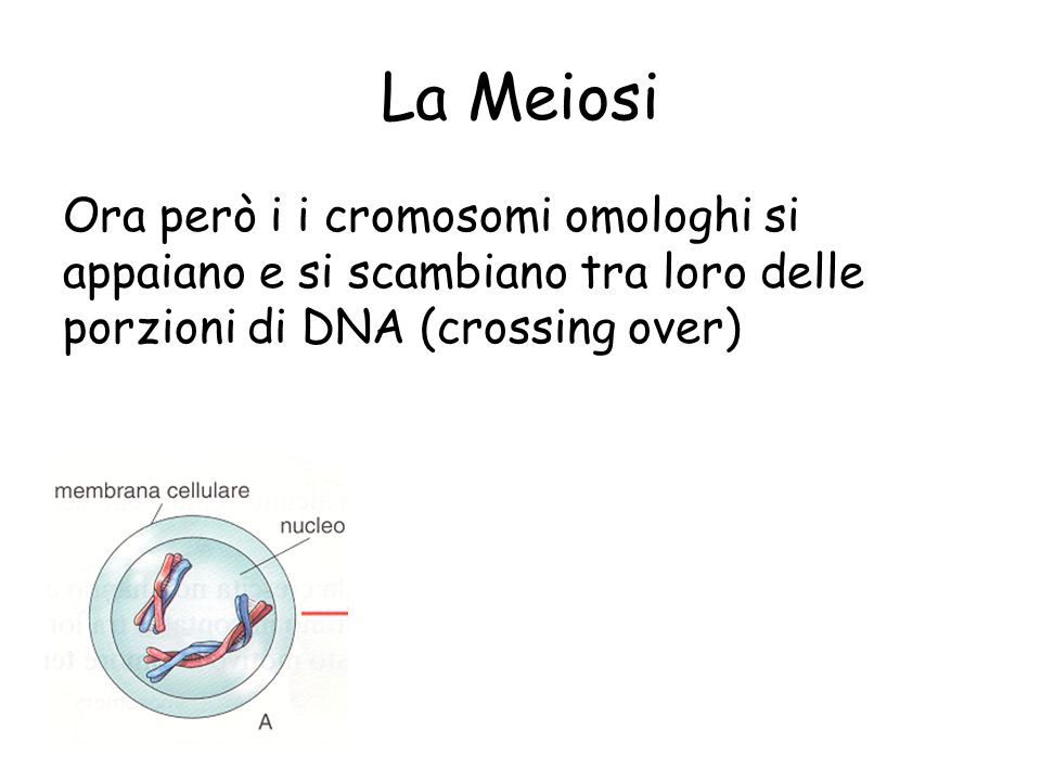 La Meiosi Ora però i i cromosomi omologhi si appaiano e si scambiano tra loro delle porzioni di DNA (crossing over)