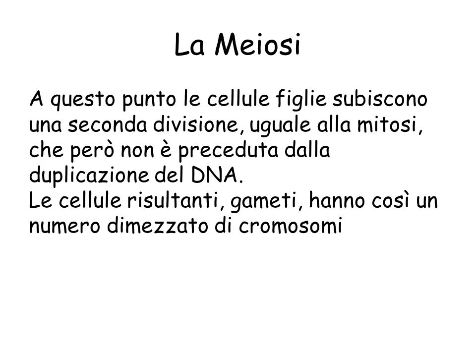 La Meiosi A questo punto le cellule figlie subiscono una seconda divisione, uguale alla mitosi, che però non è preceduta dalla duplicazione del DNA.