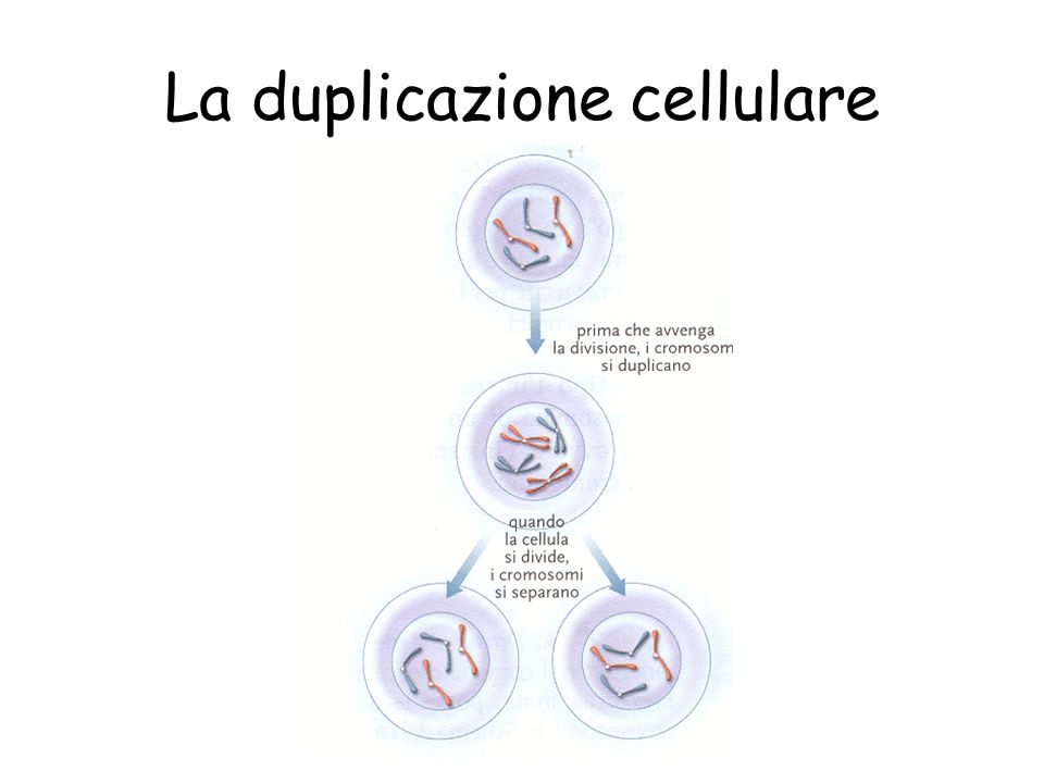 La duplicazione cellulare
