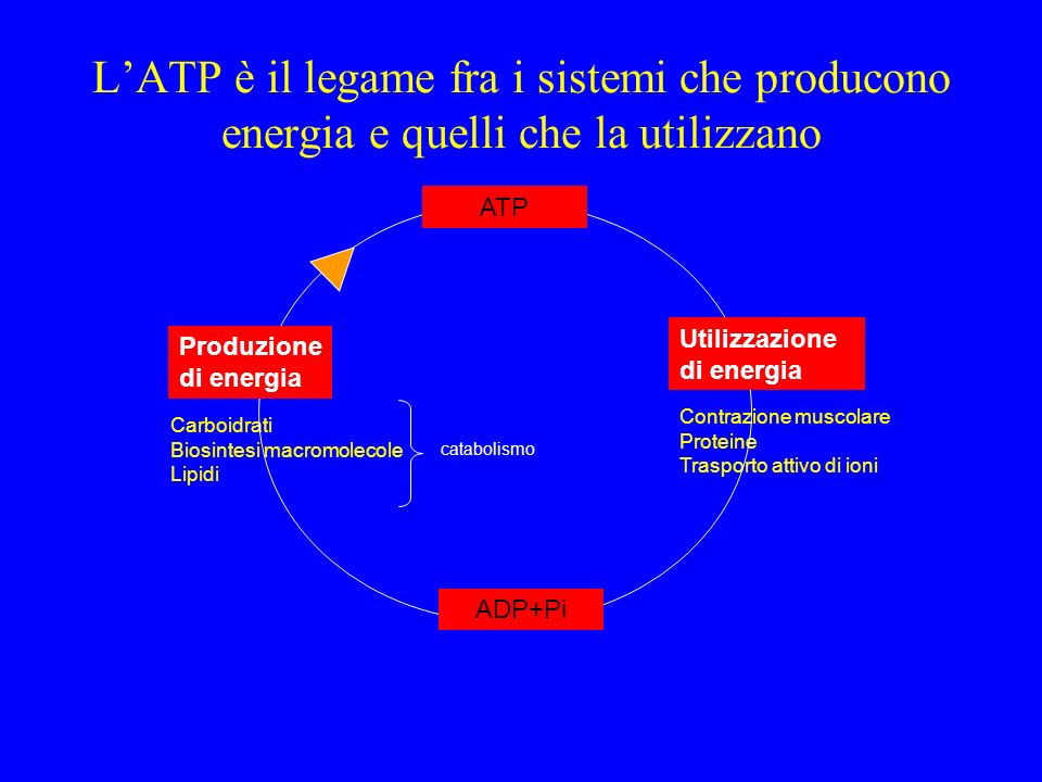 L’ATP è il legame fra i sistemi che producono energia e quelli che la utilizzano