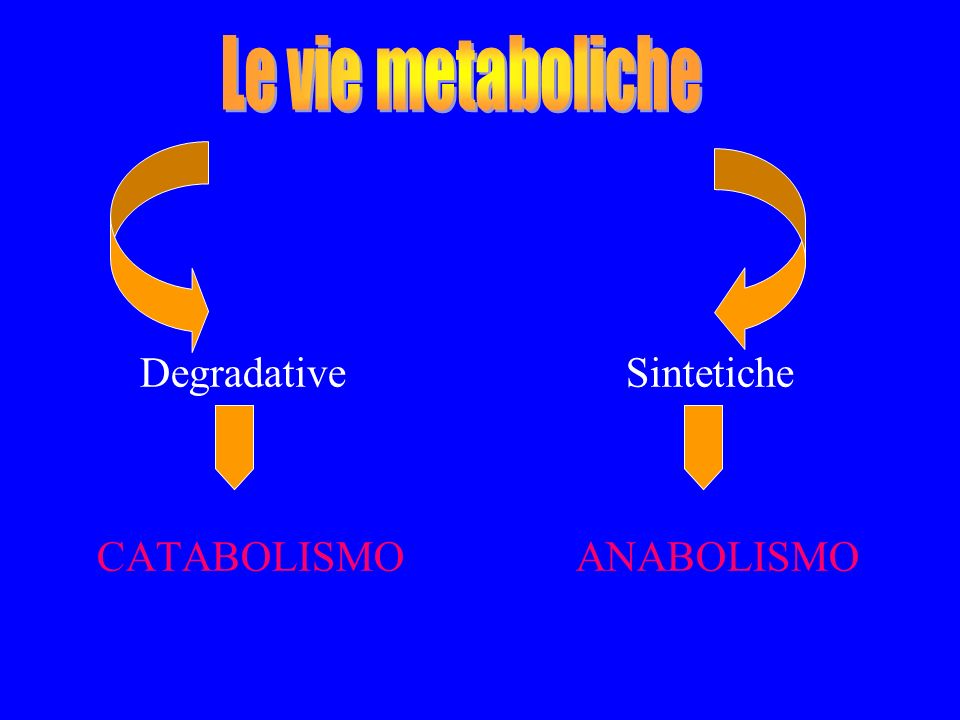 Le vie metaboliche Degradative Sintetiche.