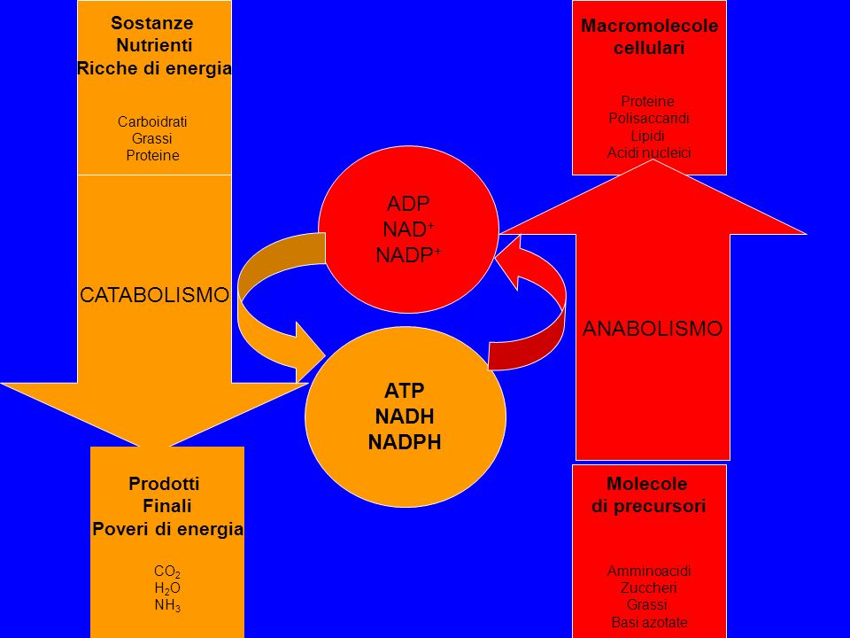 ADP NAD+ NADP+ CATABOLISMO ANABOLISMO ATP NADH NADPH Sostanze