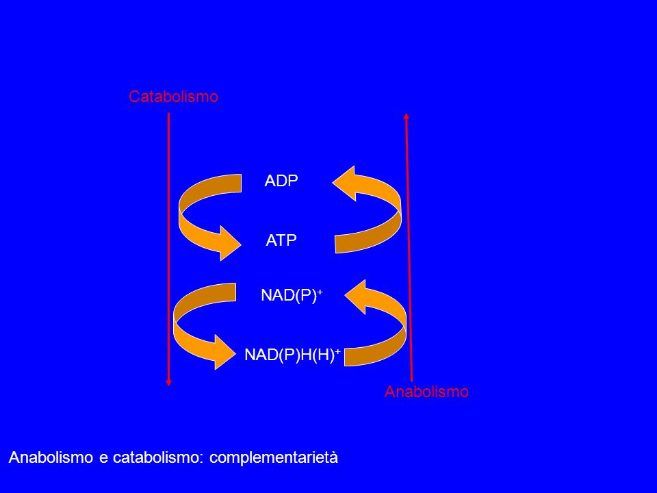 Anabolismo e catabolismo: complementarietà