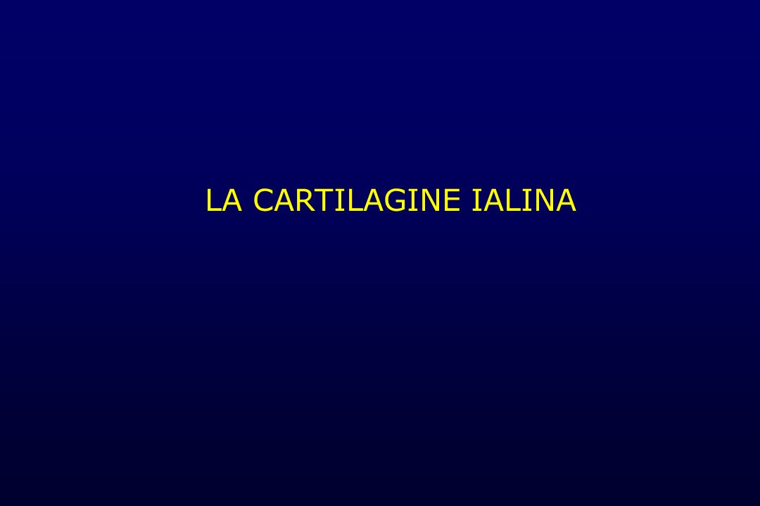 LA CARTILAGINE IALINA