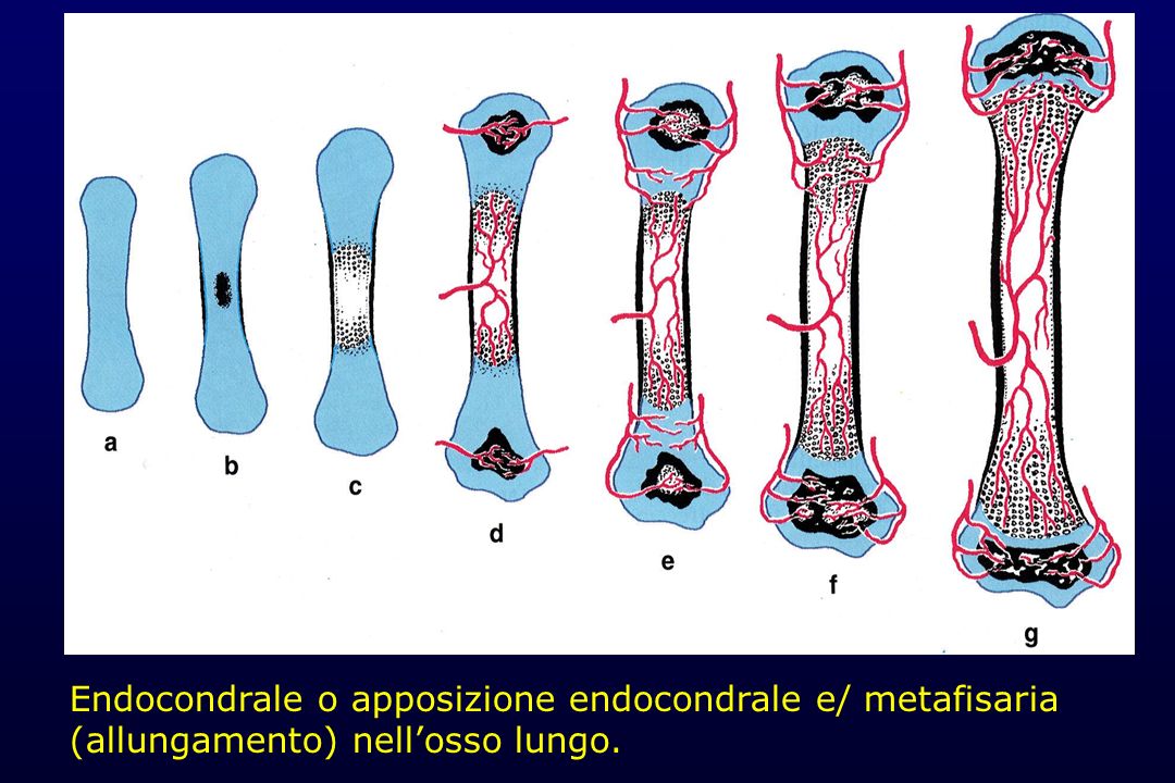 Endocondrale o apposizione endocondrale e/ metafisaria (allungamento) nell’osso lungo.