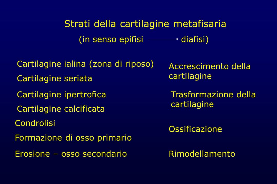 Strati della cartilagine metafisaria