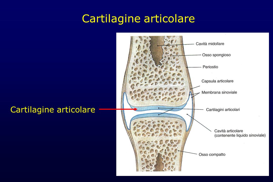 Cartilagine articolare