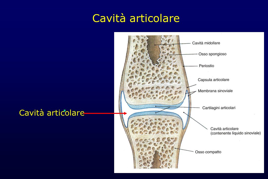 Cavità articolare Cavità articolare