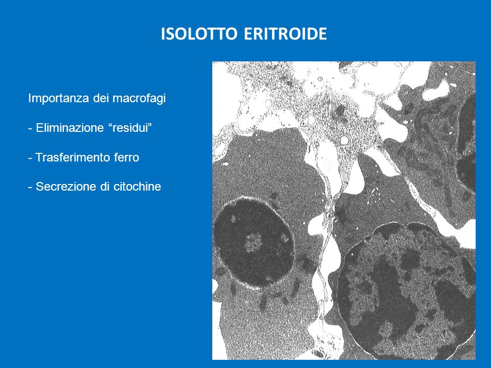 ISOLOTTO ERITROIDE Importanza dei macrofagi Eliminazione residui
