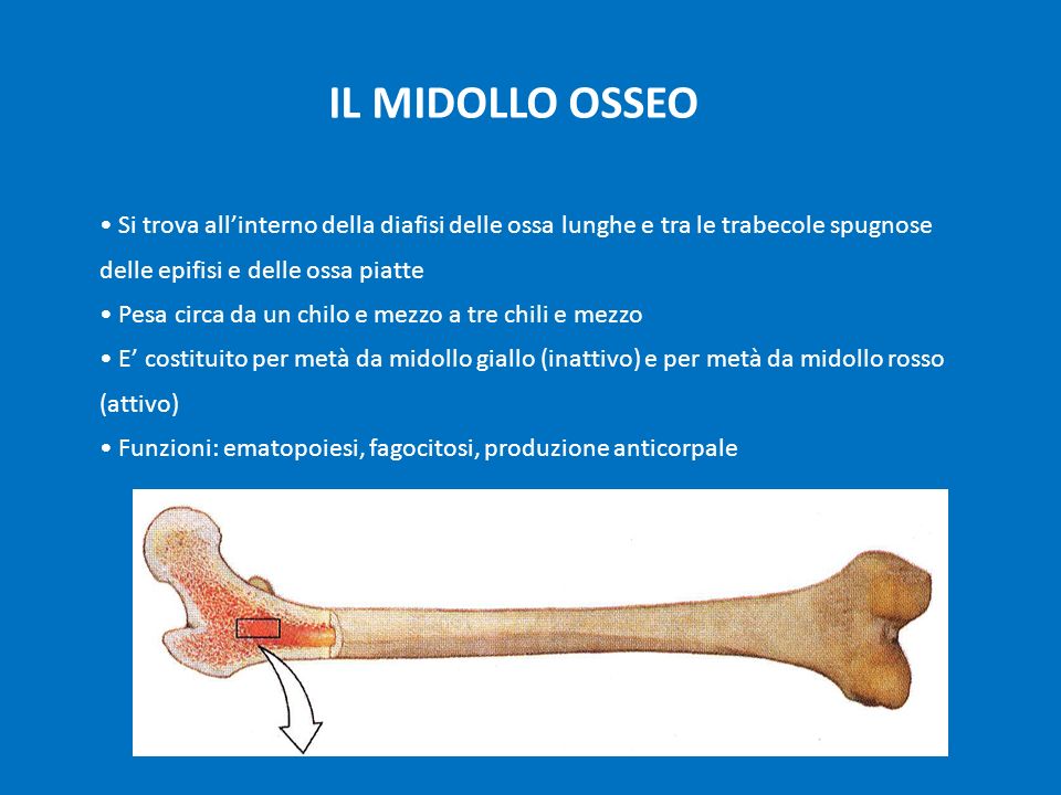 IL MIDOLLO OSSEO Si trova all’interno della diafisi delle ossa lunghe e tra le trabecole spugnose delle epifisi e delle ossa piatte.