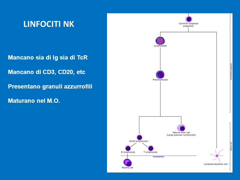 LINFOCITI NK Mancano sia di Ig sia di TcR Mancano di CD3, CD20, etc
