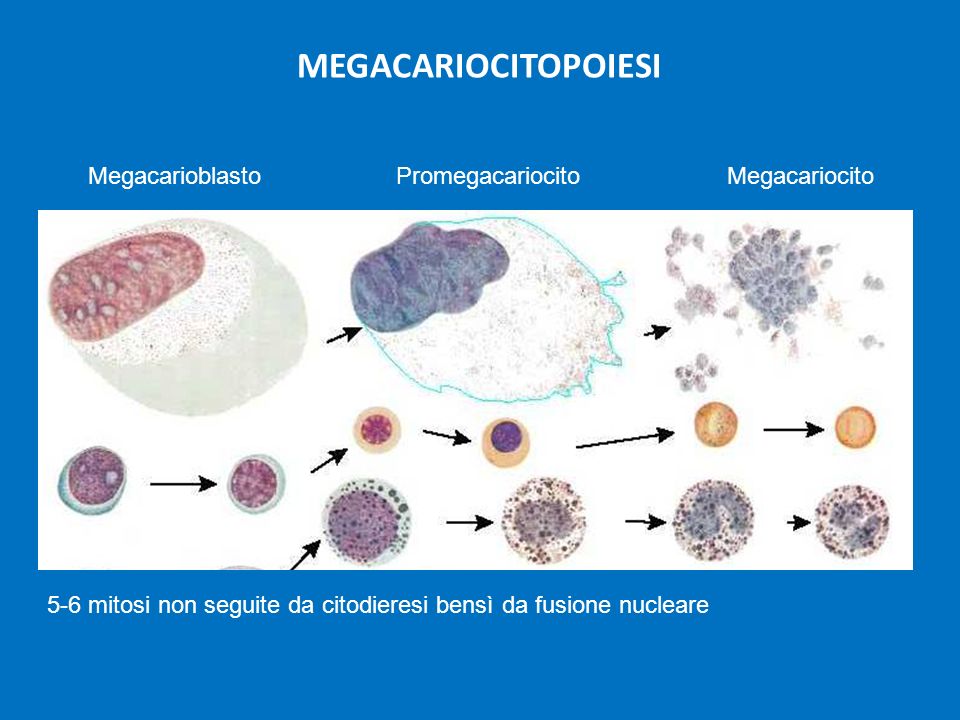 MEGACARIOCITOPOIESI Megacarioblasto Promegacariocito Megacariocito