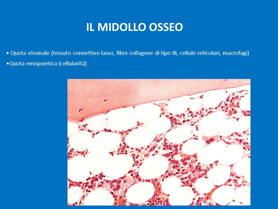 IL MIDOLLO OSSEO Quota stromale (tessuto connettivo lasso, fibre collagene di tipo III, cellule reticolari, macrofagi)
