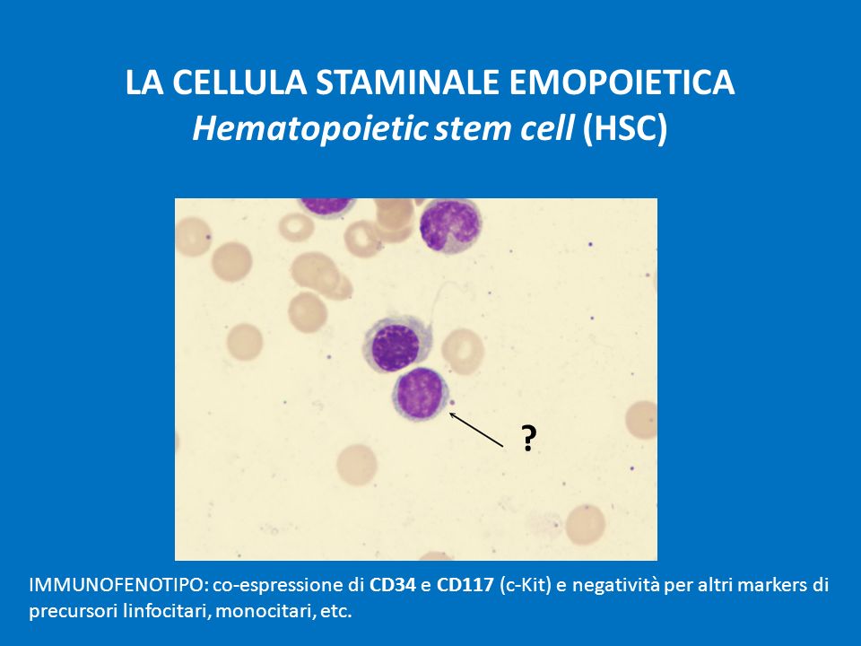 LA CELLULA STAMINALE EMOPOIETICA Hematopoietic stem cell (HSC)
