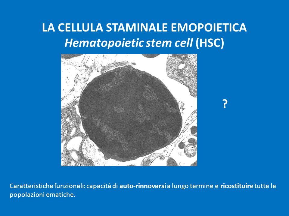 LA CELLULA STAMINALE EMOPOIETICA Hematopoietic stem cell (HSC)