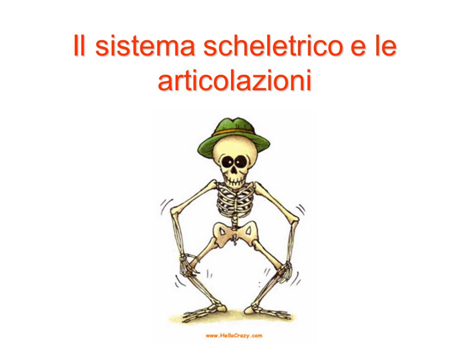 Il sistema scheletrico e le articolazioni
