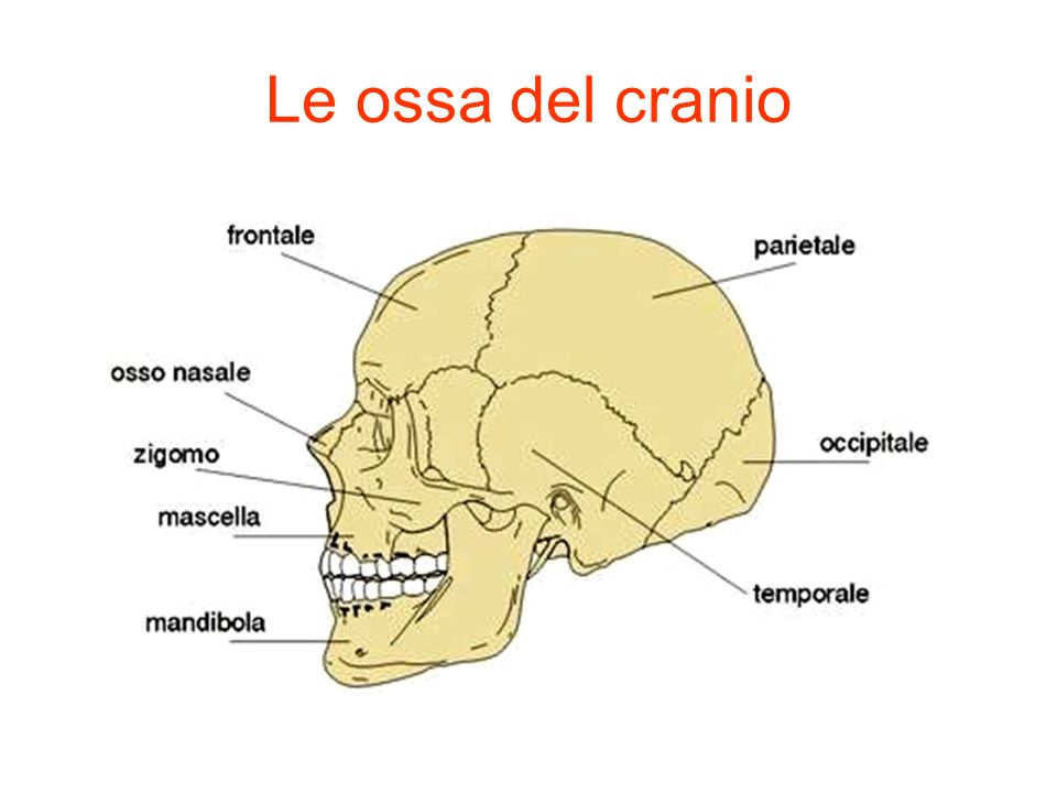 Le ossa del cranio