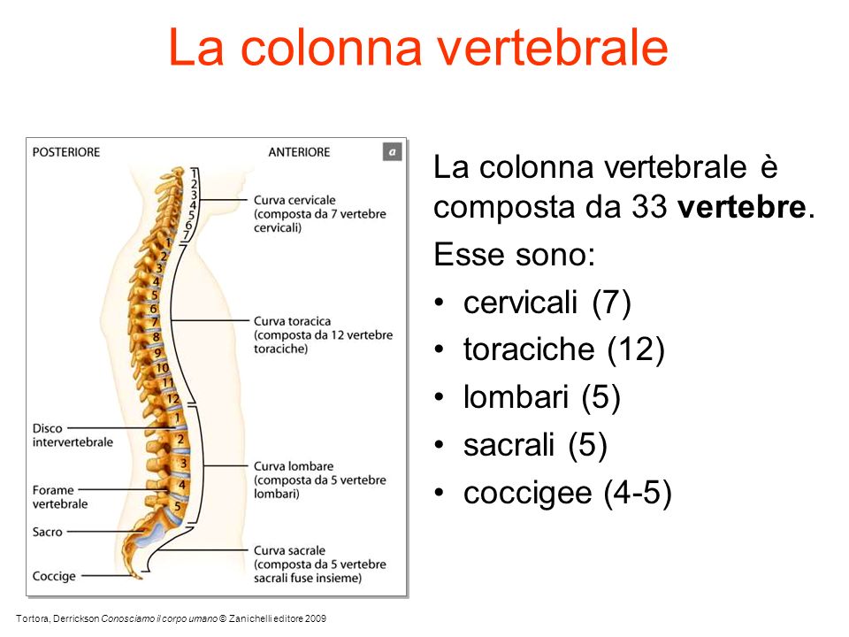 La colonna vertebrale La colonna vertebrale è composta da 33 vertebre.