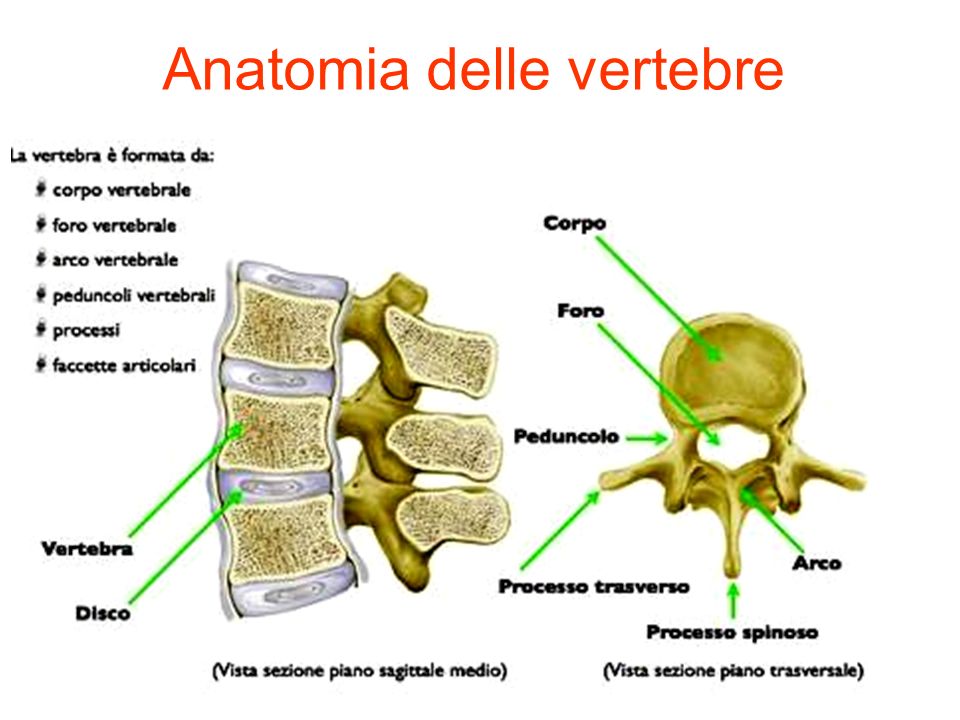 Anatomia delle vertebre