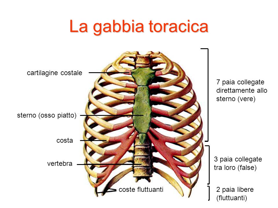 La gabbia toracica sterno (osso piatto) cartilagine costale