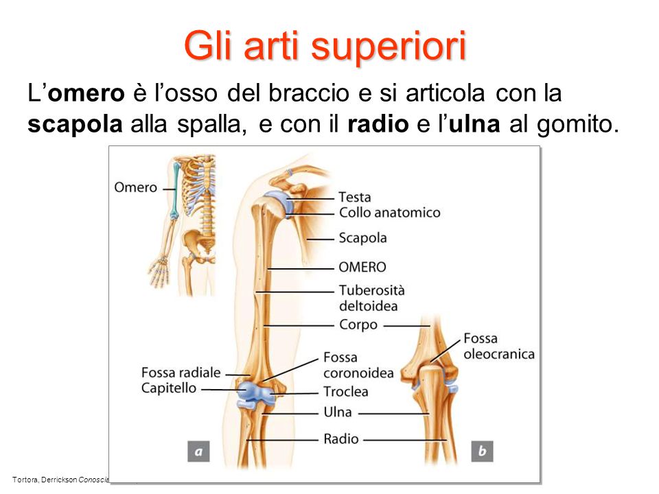 Gli arti superiori L’omero è l’osso del braccio e si articola con la scapola alla spalla, e con il radio e l’ulna al gomito.