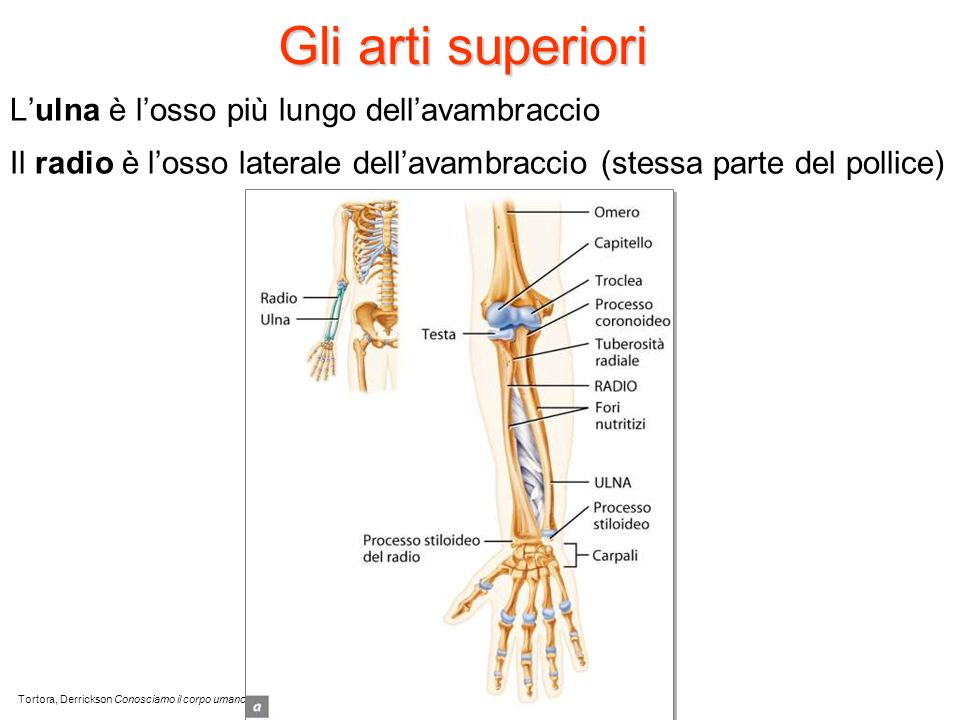 Gli arti superiori L’ulna è l’osso più lungo dell’avambraccio Il radio è l’osso laterale dell’avambraccio (stessa parte del pollice)