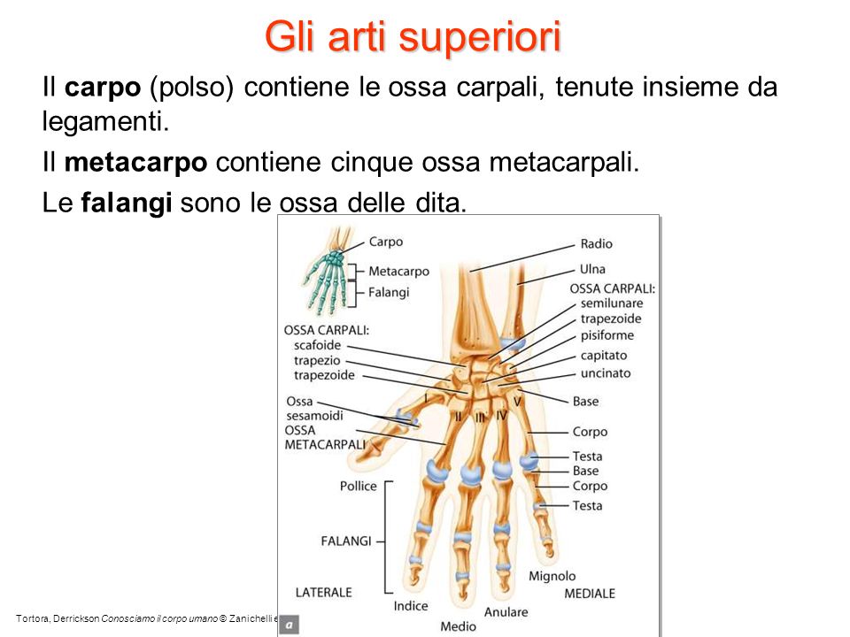Gli arti superiori Il carpo (polso) contiene le ossa carpali, tenute insieme da legamenti. Il metacarpo contiene cinque ossa metacarpali.