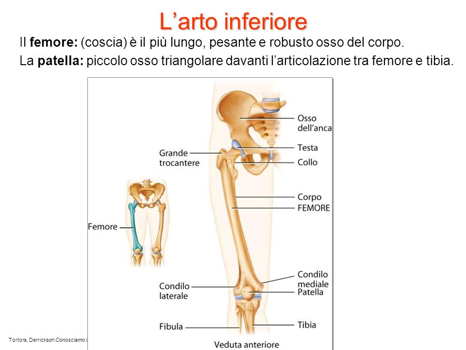 L’arto inferiore Il femore: (coscia) è il più lungo, pesante e robusto osso del corpo.