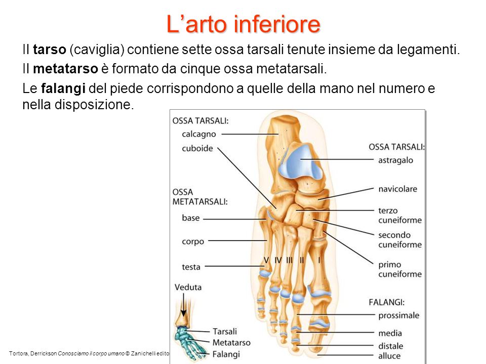 L’arto inferiore Il tarso (caviglia) contiene sette ossa tarsali tenute insieme da legamenti. Il metatarso è formato da cinque ossa metatarsali.
