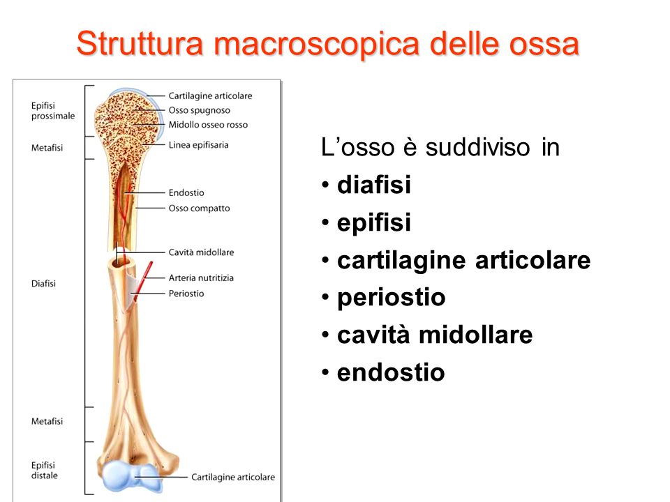 Struttura macroscopica delle ossa