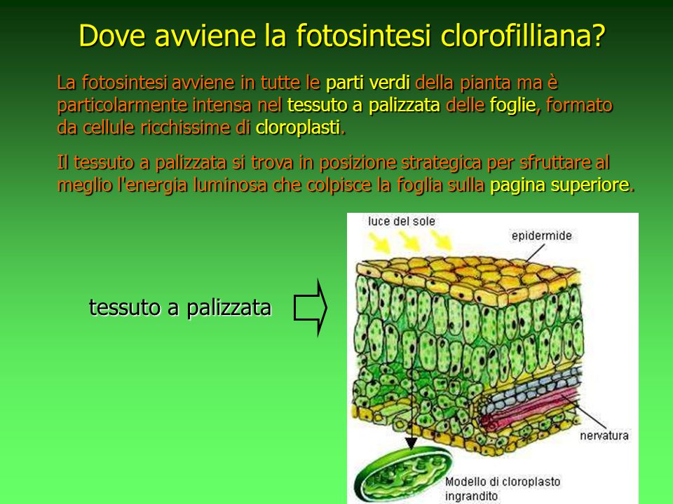 Dove avviene la fotosintesi clorofilliana