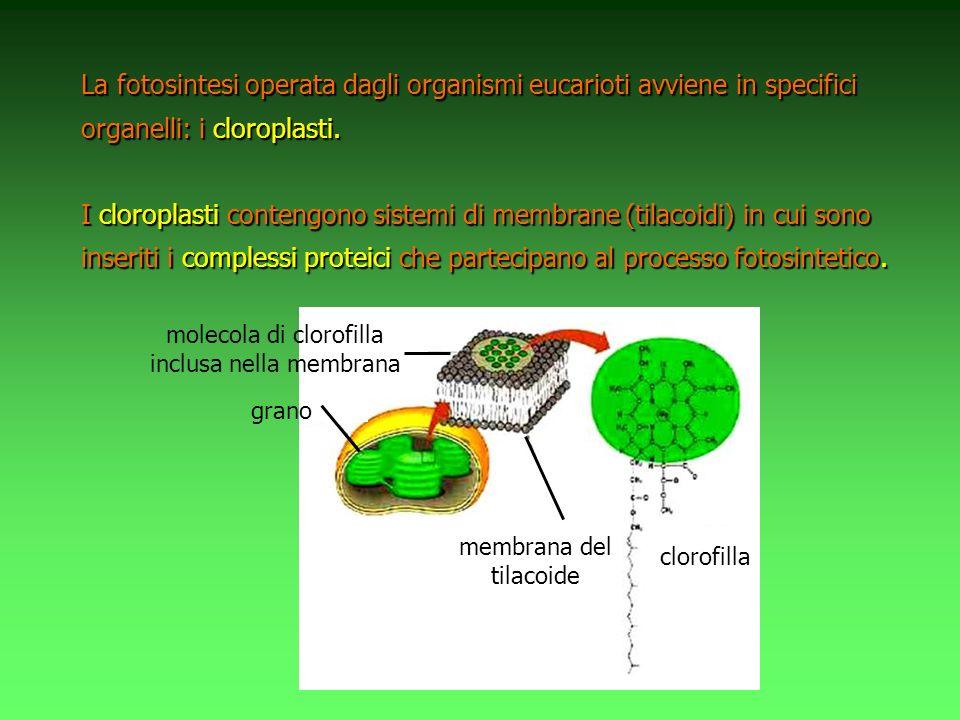 La fotosintesi operata dagli organismi eucarioti avviene in specifici organelli: i cloroplasti.