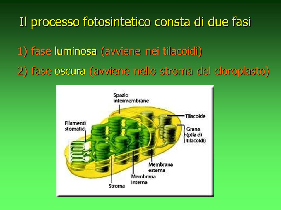 Il processo fotosintetico consta di due fasi