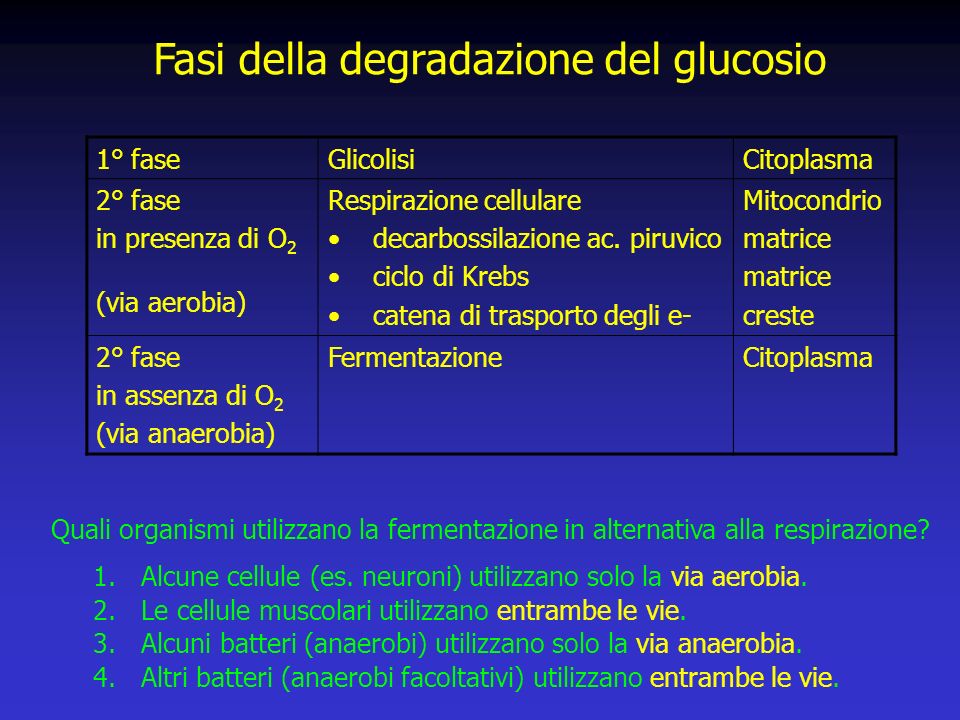 Fasi della degradazione del glucosio